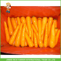 Экспорт свежего сладкого моркови
